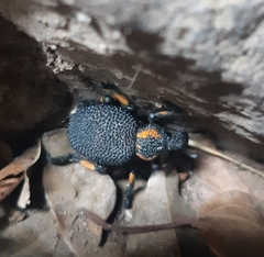 Brachycerus