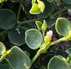 Alyxia buxifolia