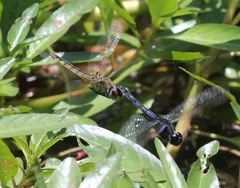 Urothemis edwardsii