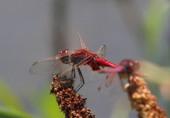 Urothemis assignata