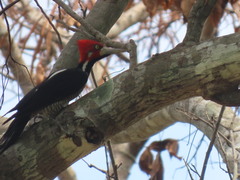 Campephilus melanoleucos