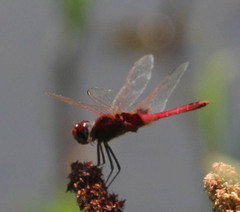 Urothemis assignata
