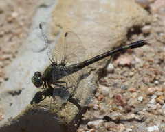 Paragomphus genei