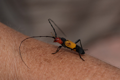 Purpuricenus laetus
