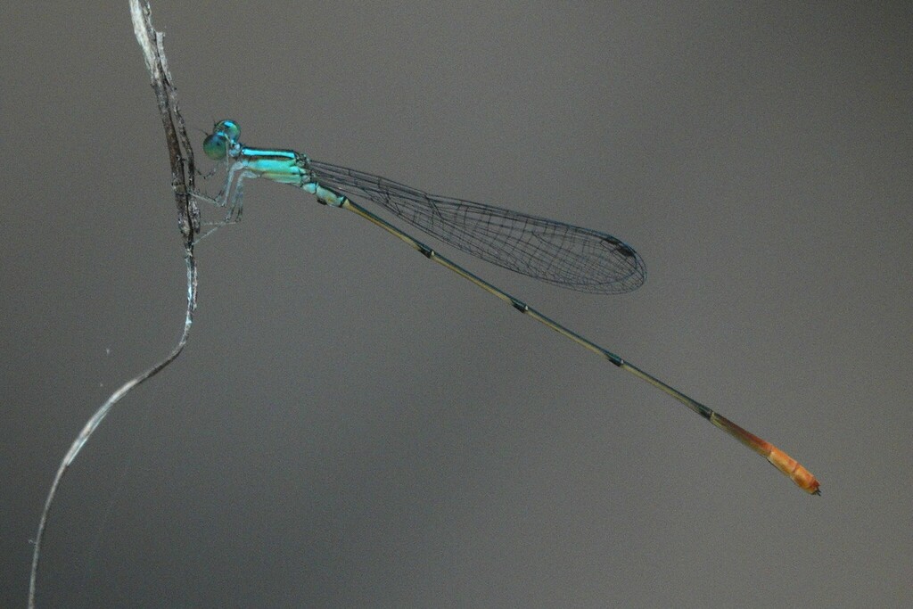 Lucifer Swampdamsel
