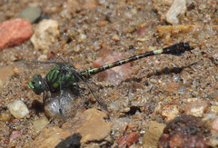 Paragomphus genei