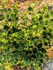 Alyxia buxifolia