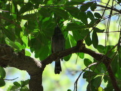 Pachyramphus polychopterus