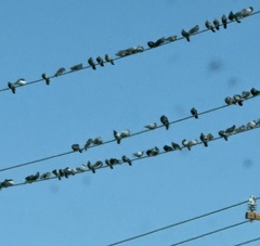Columba livia domestica