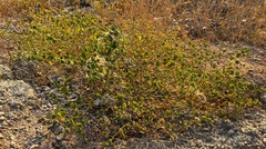 Alyxia buxifolia