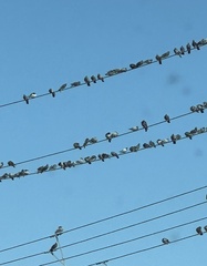 Columba livia domestica