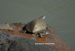 Phrynops williamsi