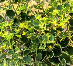Alyxia buxifolia