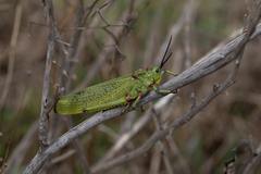 Phymateus viridipes