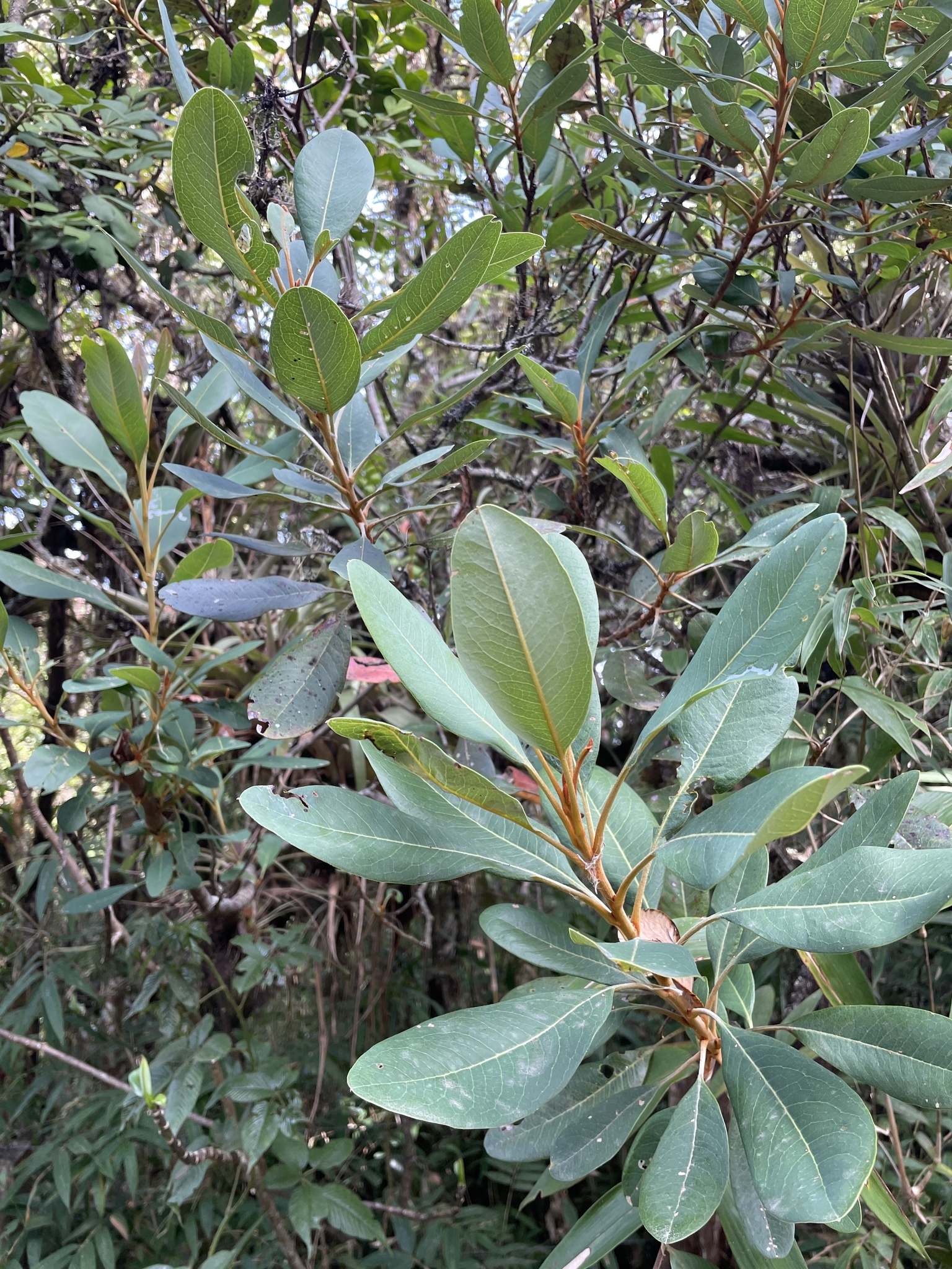 Oreocallis grandiflora image