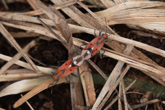 Haemobaphus concinnus