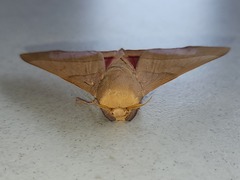 Syssphinx molina