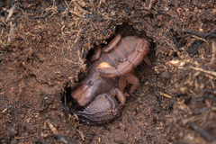 Opistophthalmus