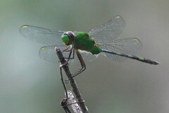 Erythemis vesiculosa