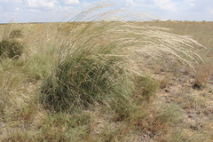 Stipa splendens