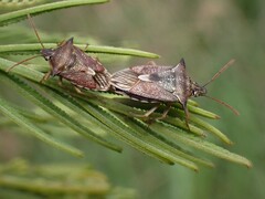 Oechalia schellenbergii