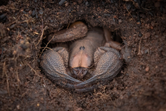 Opistophthalmus