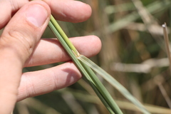 Stipa splendens