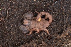 Opistophthalmus
