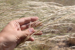 Stipa splendens