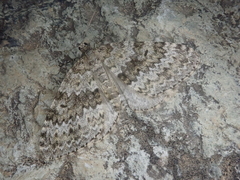Entephria caesiata