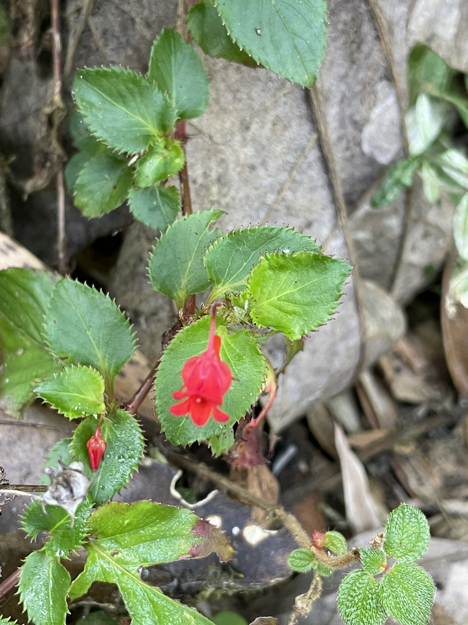 Violaceae image