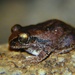 Rusty Forest Tree Frog - Photo (c) Dirk Mezger, some rights reserved (CC BY-NC), uploaded by Dirk Mezger