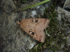 Diarsia nipponica