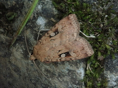 Diarsia nipponica