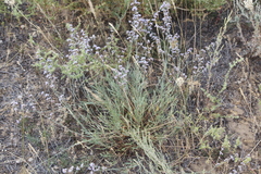 Limonium suffruticosum