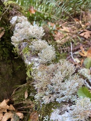 Sphaerophorus venerabilis