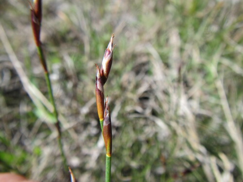 Meadow Pegreed (Restio pratensis)
