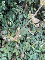 Gomphrenoideae