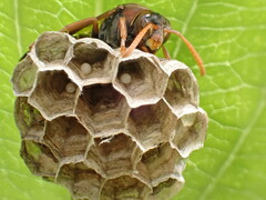 Polistes humilis humilis