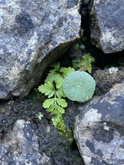 Anogramma leptophylla