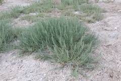 Halocnemum strobilaceum