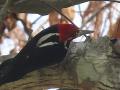 Campephilus melanoleucos