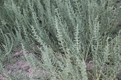 Halocnemum strobilaceum