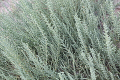 Halocnemum strobilaceum