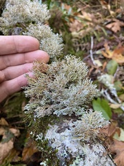 Sphaerophorus venerabilis