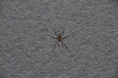 Opilio saxatilis