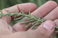 Halocnemum strobilaceum