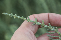 Halocnemum strobilaceum