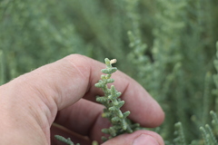 Halocnemum strobilaceum