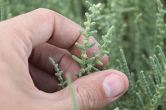 Halocnemum strobilaceum